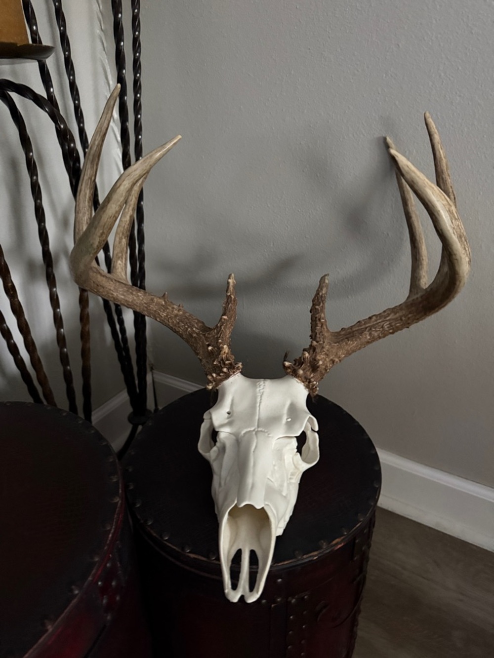 Mounted Deer Antler Skull - White Skull with Brown Antlers from 140”+ 8 point